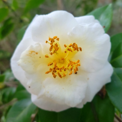Webb's White